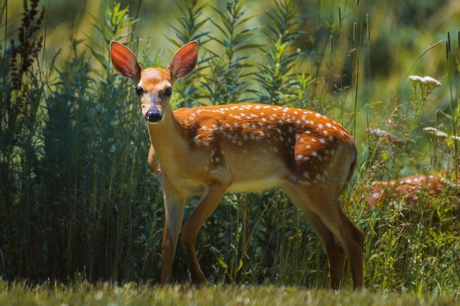 Les fondements actuels sur la conservation de la nature menacent-ils l’environnement 