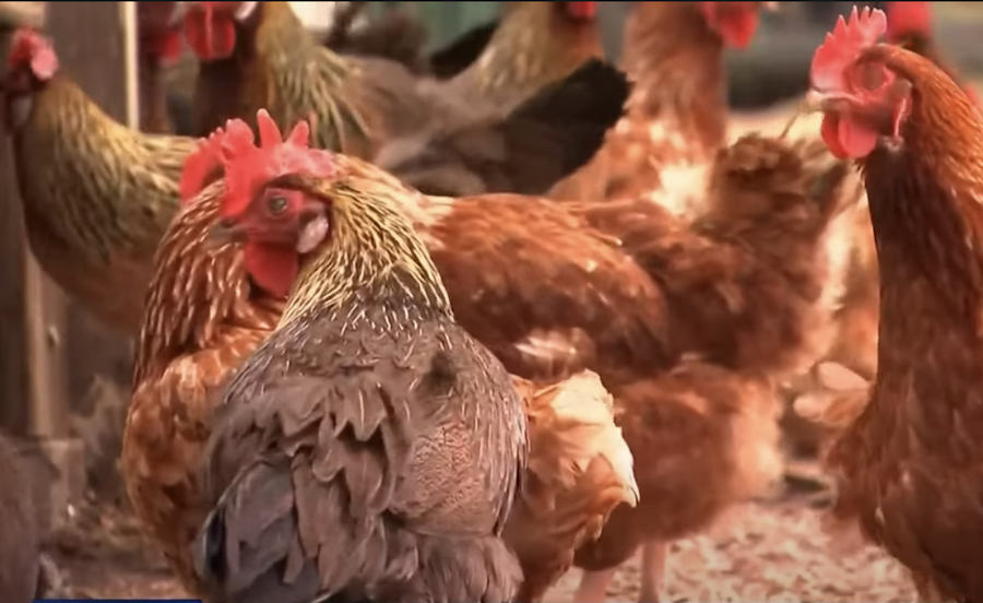 La grippe aviaire fait des ravages au Canada et aux États-Unis, aggravant la pénurie alimentaire