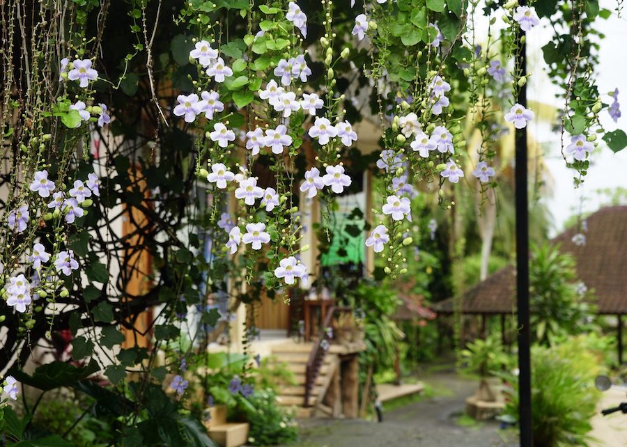 Le jasmin : cette fleur qui permet à un thé ordinaire de devenir extraordinaire