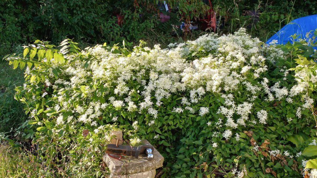 Le jasmin : cette fleur qui permet à un thé ordinaire de devenir extraordinaire