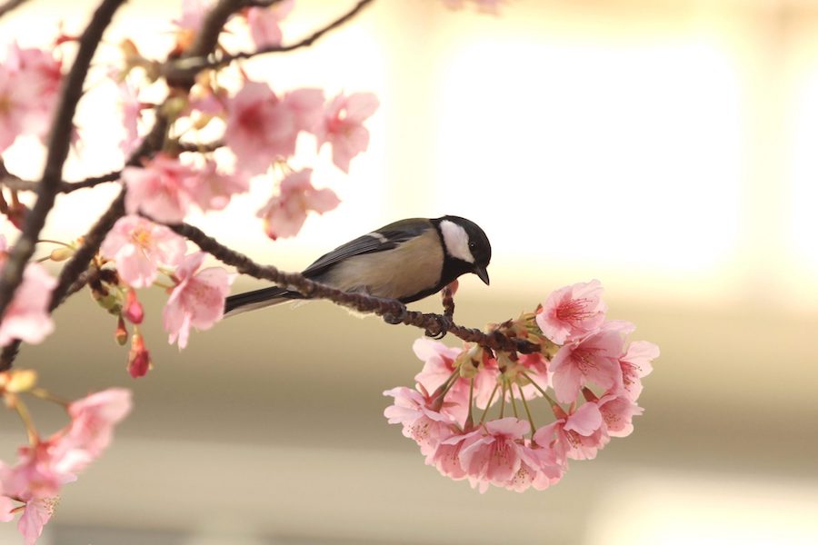 Le langage des oiseaux est plus proche du langage humain que celui des autres animaux