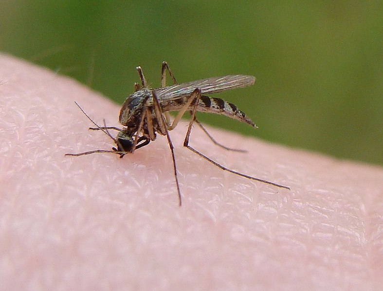 Plus de deux milliards de moustiques génétiquement modifiés vont être lâchés aux États-Unis, malgré des incertitudes