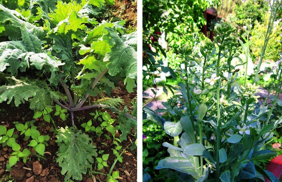 L’odyssée du gai lan, le légume vert le plus consommé en Chine