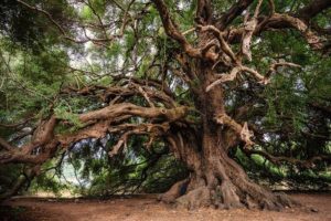  Les plantes musiciennes sont une porte sur une nouvelle relation entre le règne végétal et humain (2/3)