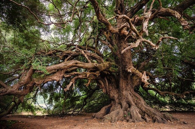 Les plantes musiciennes sont une porte sur une nouvelle relation entre le règne végétal et humain (2/2)