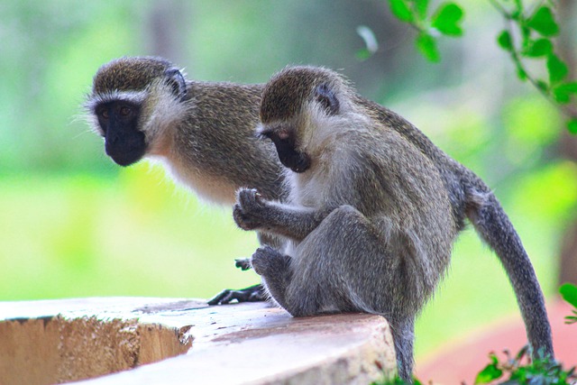 Que faut-il savoir sur la variole du singe, cette épidémie qui frappe l’Europe et l’Amérique du Nord