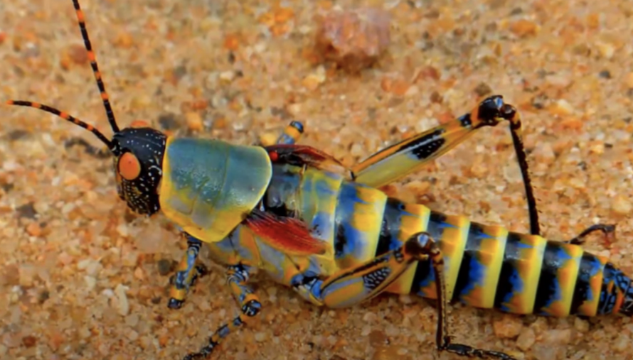 Des écoles du Pays de Galles vont proposer aux élèves de primaire des insectes comestibles dans le cadre des recherches sur les protéines alternatives