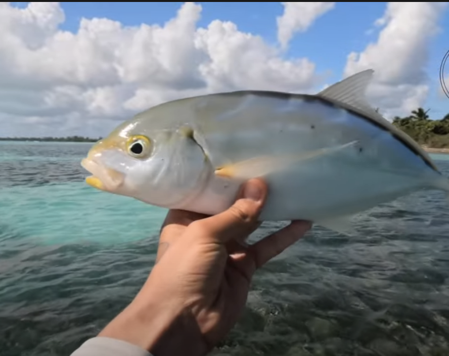 États-Unis : une étude révèle la présence d’antidépresseurs chez les poissons au large des côtes de Floride
