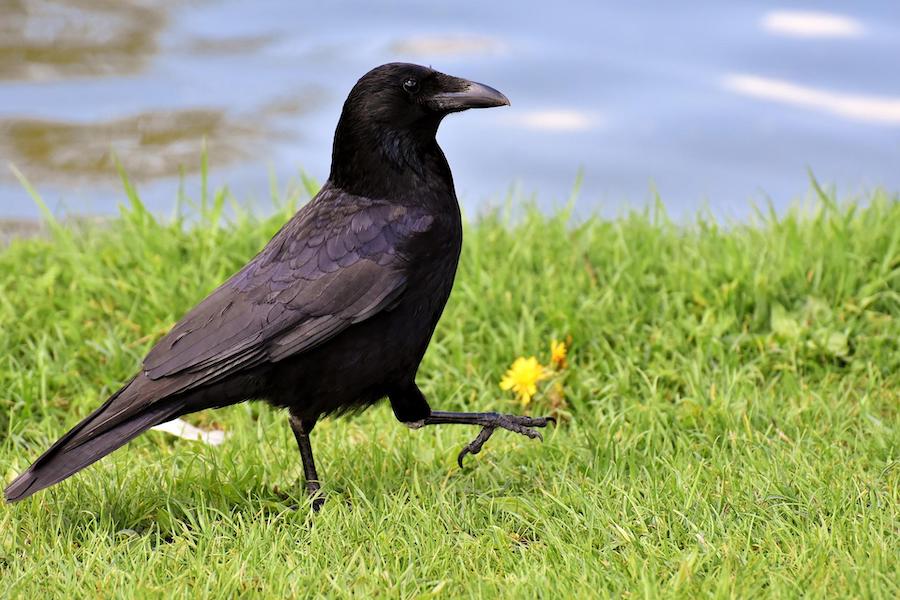 Intelligence animale : quatre créatures aux capacités étonnantes