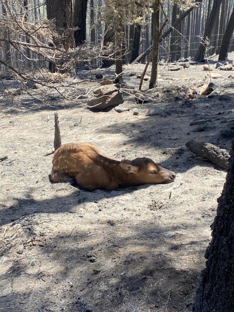Le Service forestier des États-Unis a admis avoir déclenché le plus grand incendie de forêt de l’histoire du Nouveau-Mexique 