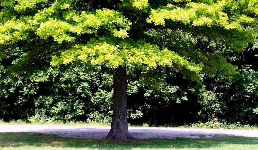 Méthodes traditionnelles ancestrales pour combattre la chaleur en été