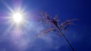 Se protéger de la canicule grâce à trois aliments spéciaux comme le melon amer 