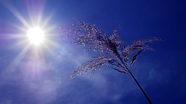 Se protéger de la canicule grâce à trois aliments spéciaux comme le melon amer