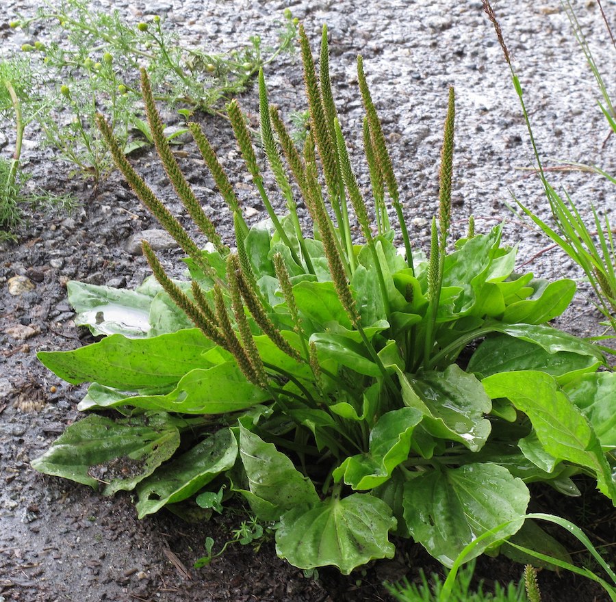 Guérison traditionnelle : recette de baume d’été multi-usage