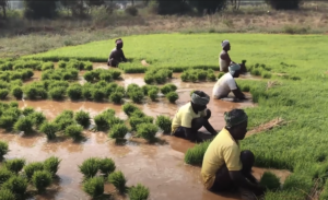 Inde : en raison de la sécheresse, la superficie cultivée en riz a diminué de 13 % en 2022 