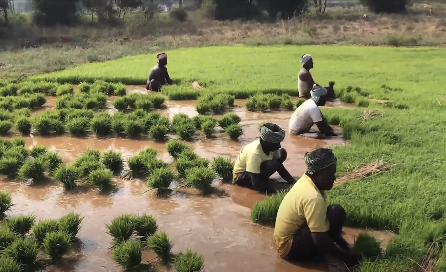 Inde : en raison de la sécheresse, la superficie cultivée en riz a diminué de 13 % en 2022