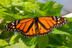 Les papillons monarques sont désormais classés parmi les espèces menacées d’extinction