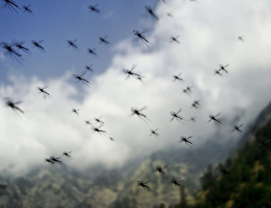Six raisons pour lesquelles certaines personnes attirent les moustiques et les solutions pour y remédier