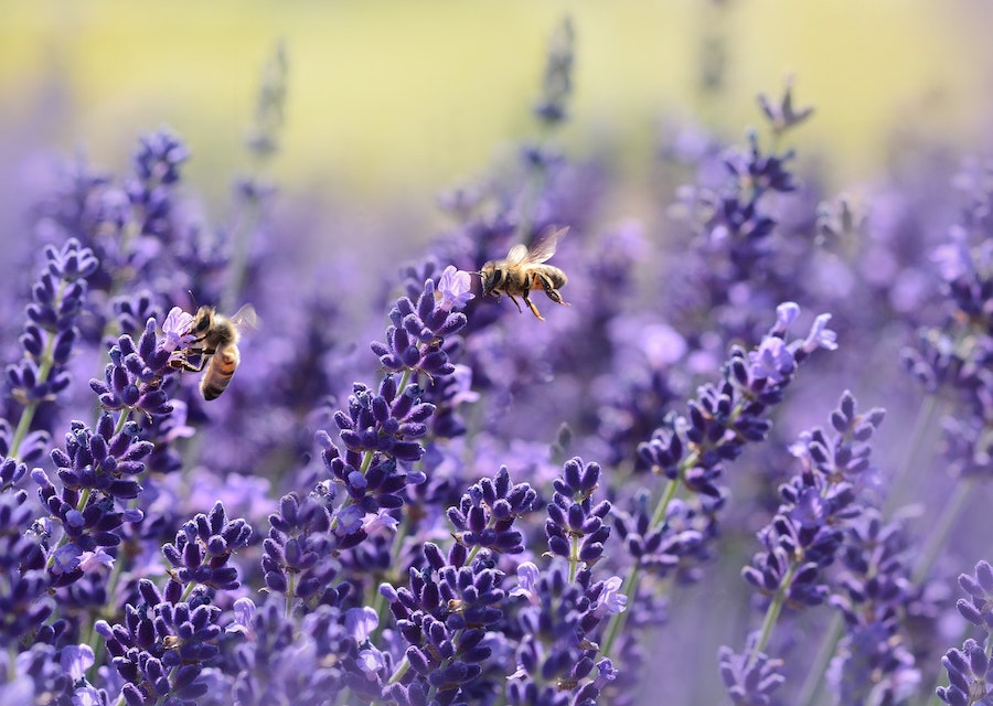 Six raisons pour lesquelles certaines personnes attirent les moustiques et les solutions pour y remédier