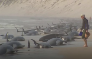 Australie : deux cent trente dauphins-pilotes s’échouent sur une plage de la côte ouest de la Tasmanie
