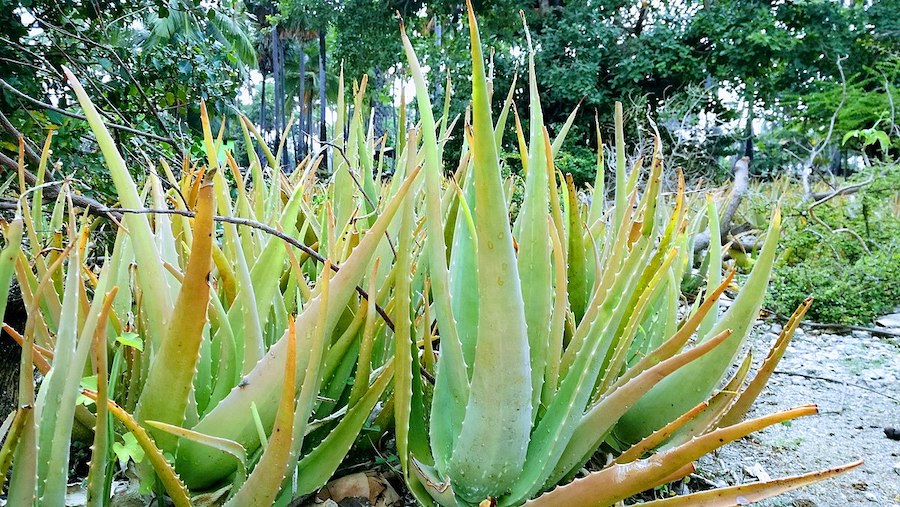 Aloe Vera : le guérisseur silencieux et ses merveilleux bienfaits pour la santé