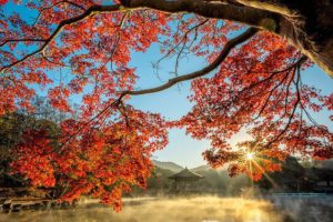 L’automne est le moment de renforcer les poumons et la peau grâce à l’alimentation