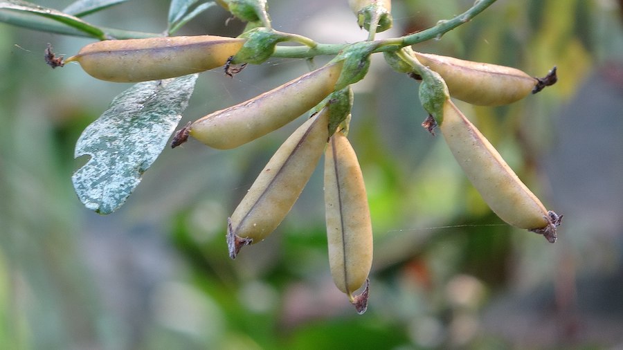 Les bienfaits des haricots : une protéine traditionnelle et un glucide au potentiel intéressant