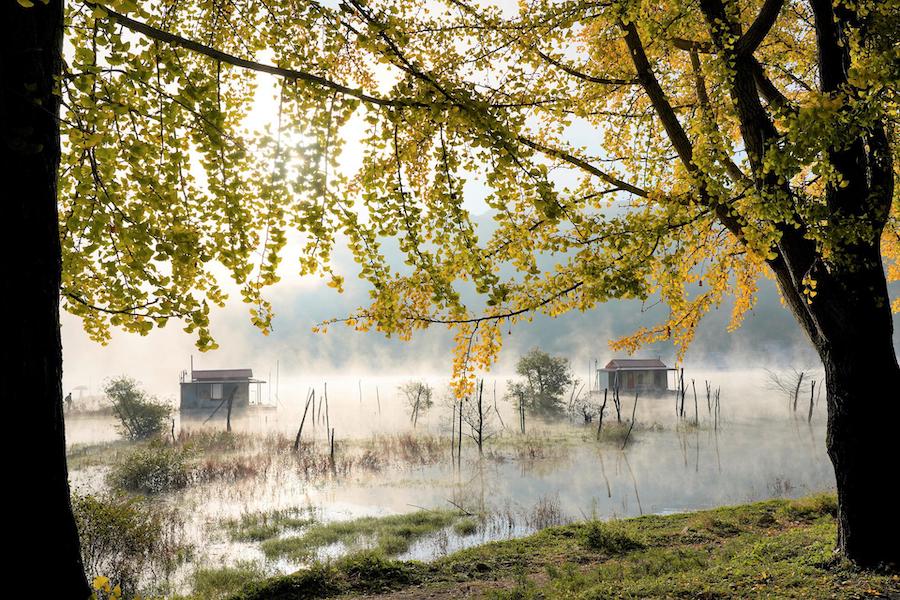 Le fascinant arbre ginkgo : une plante sacrée de l’Asie de l’Est