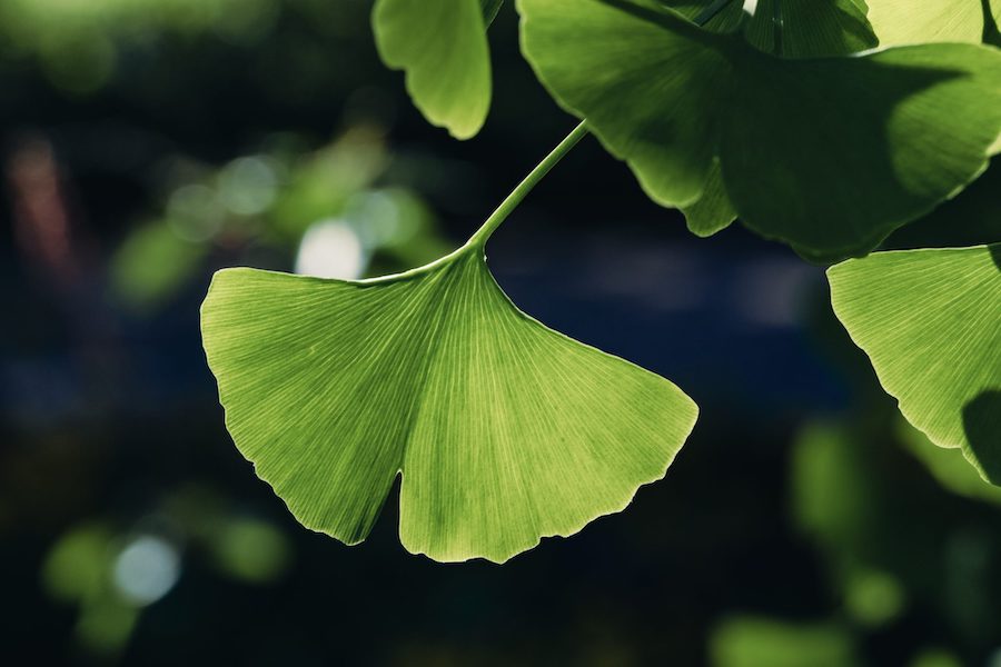 Le fascinant arbre ginkgo : une plante sacrée de l’Asie de l’Est
