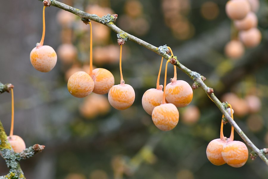 Le fascinant arbre ginkgo : une plante sacrée de l’Asie de l’Est
