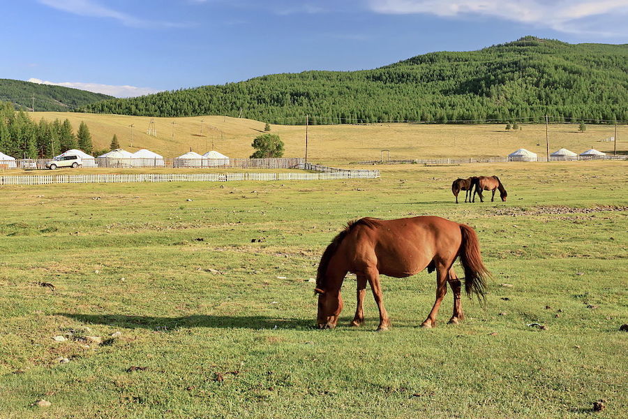 Les forêts de Mongolie-Intérieure : parler du passé et comprendre le présent