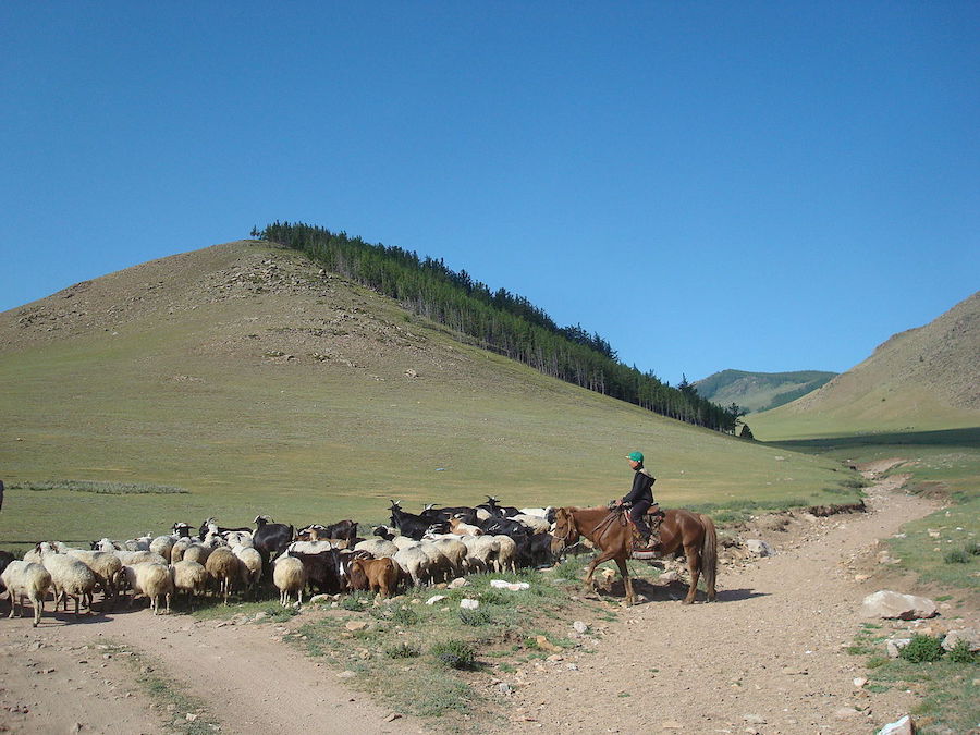Les forêts de Mongolie-Intérieure : parler du passé et comprendre le présent