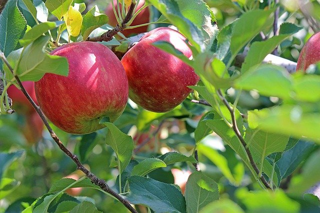  Sept fruits qui protègent vos yeux de la sécheresse oculaire