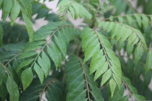 Les plantes et les épices indiennes et leurs vertus médicinales : le curry (2/7)