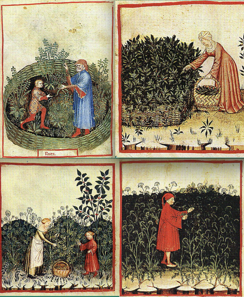 Les simples : ces plantes à la base de la médecine médiévale et de l’herboristerie moderne