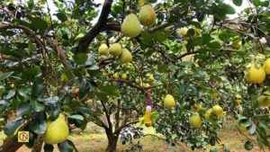 Taïwan : le plaisir de cueillir des pomelos dans une ferme de loisirs