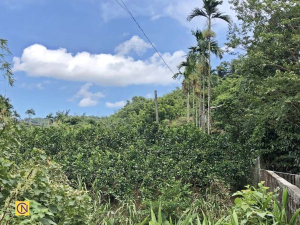 Taïwan : le plaisir de cueillir des pomelos dans une ferme de loisirs