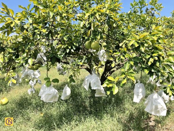 Taïwan : le plaisir de cueillir des pomelos dans une ferme de loisirs