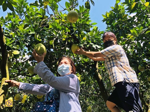 Taïwan : le plaisir de cueillir des pomelos dans une ferme de loisirs