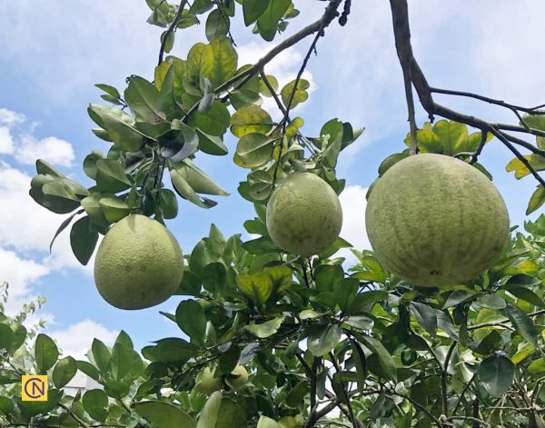 Taïwan : le plaisir de cueillir des pomelos dans une ferme de loisirs