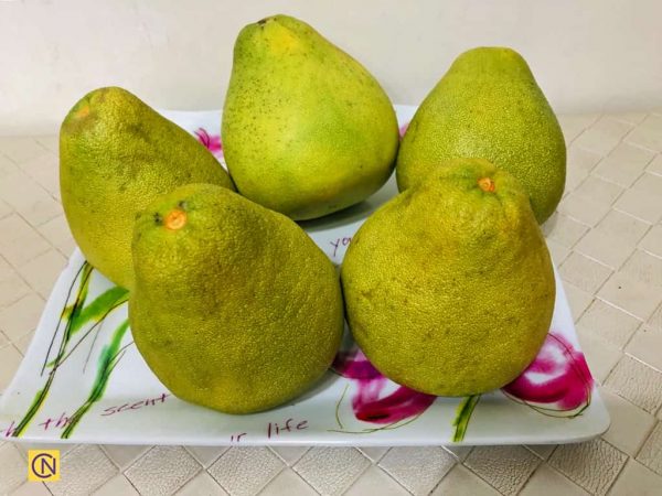 Taïwan : le plaisir de cueillir des pomelos dans une ferme de loisirs