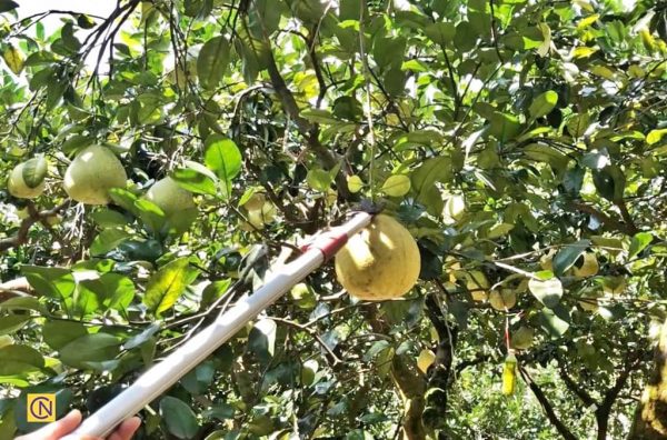 Taïwan : le plaisir de cueillir des pomelos dans une ferme de loisirs