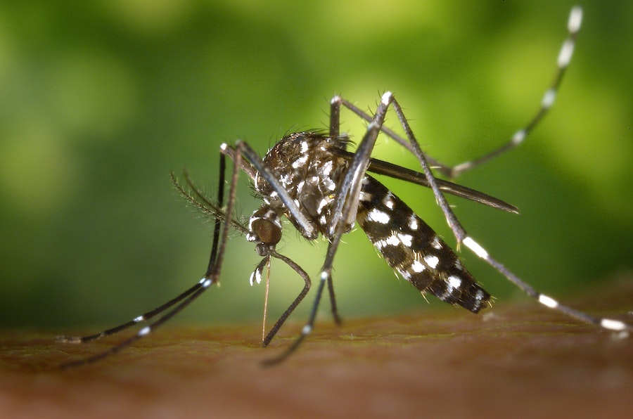L’administration de vaccins par les moustiques n’est officiellement plus une théorie du complot