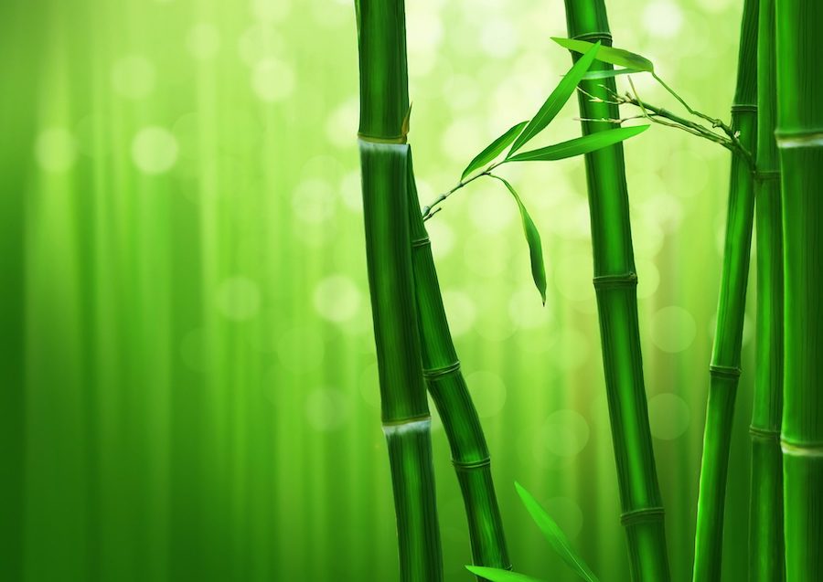 Construire en bambou : un produit durable aux possibilités illimitées