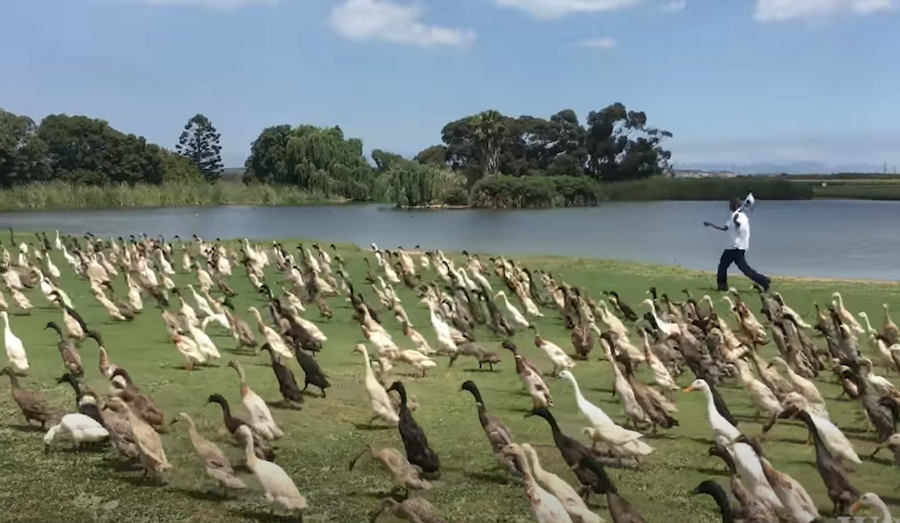 Coureurs indiens : une armée de canards pour protéger un vignoble de 140 hectares en Afrique du Sud 