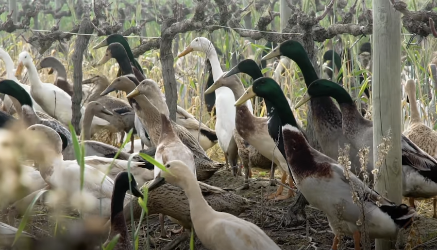 Coureurs indiens : une armée de canards pour protéger un vignoble de 140 hectares en Afrique du Sud 