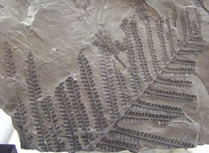 Les lacunes dans la théorie de l’évolution de Charles Darwin