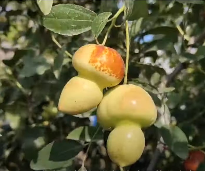 L’origine légendaire du jujube sous forme de calebasse, un fruit béni