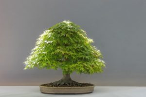 La philosophie de vie du bonsaï dans le feng shui est inspirante