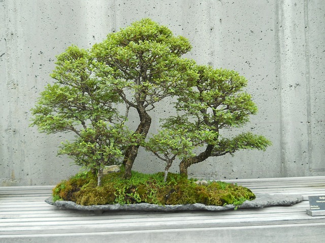 La philosophie de vie du bonsaï dans le feng shui est inspirante